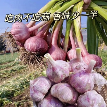 【精选】紫皮蒜储存量大大蒜诚信度高大量有货量大从优