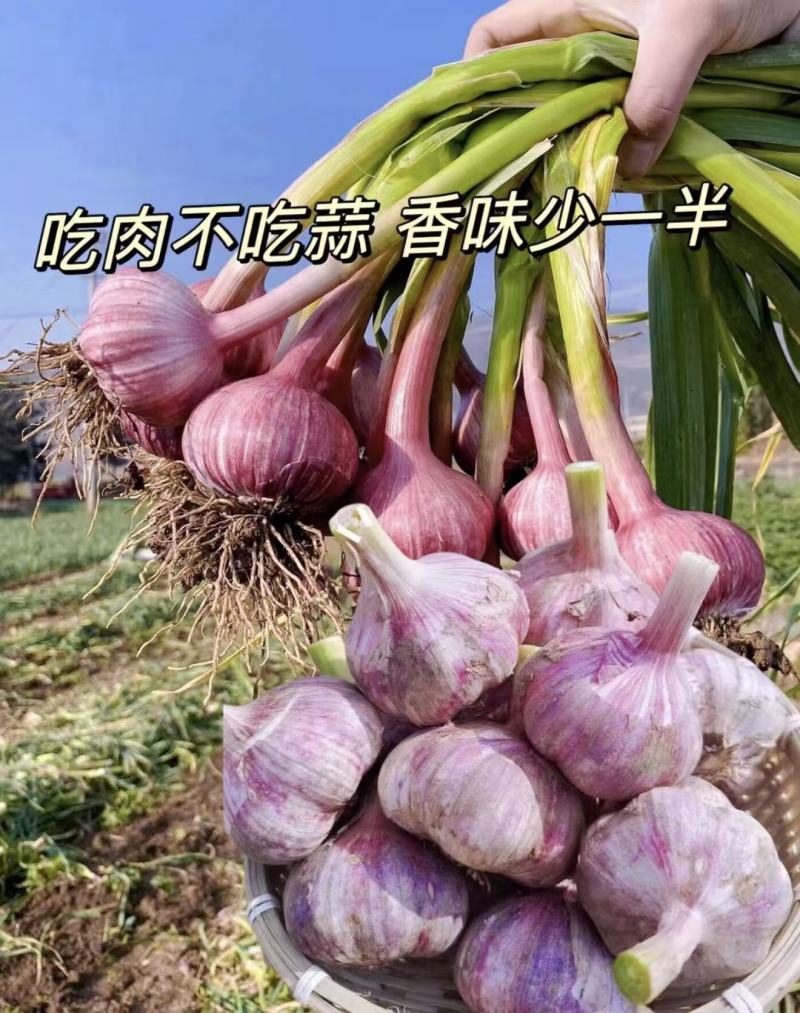 【精选】紫皮蒜储存量大大蒜诚信度高大量有货量大从优