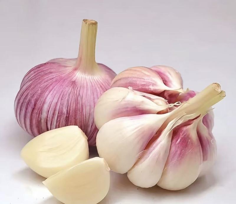 【精选】紫皮蒜储存量大大蒜诚信度高大量有货量大从优