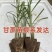 粤翠一代脱毒甘蔗苗组培苗直种苗基地直供青皮黑皮黄皮