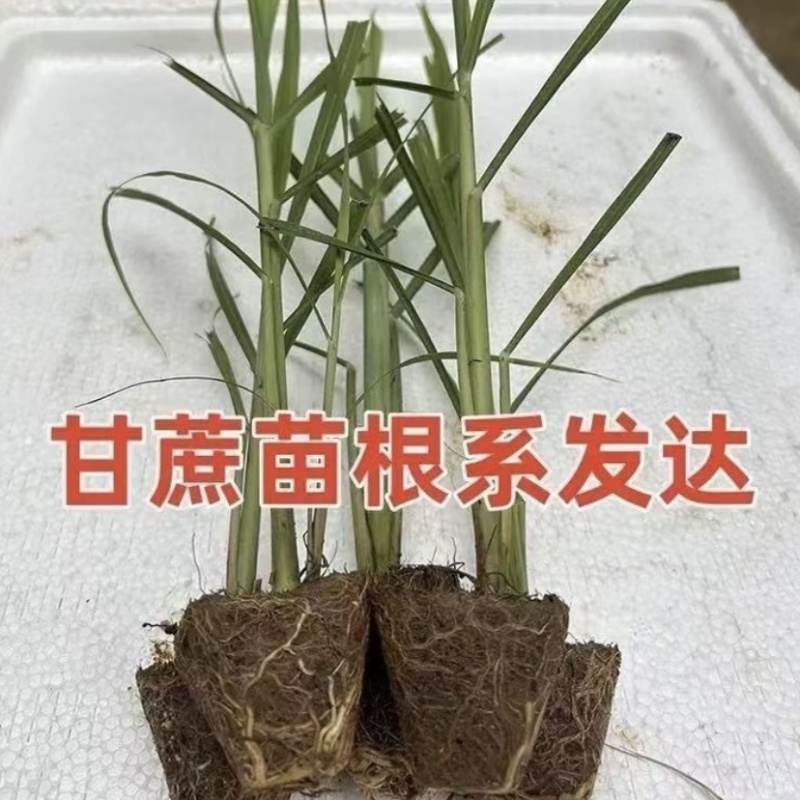 粤翠一代脱毒甘蔗苗组培苗直种苗基地直供青皮黑皮黄皮