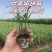 粤翠一代脱毒甘蔗苗组培苗直种苗基地直供青皮黑皮黄皮