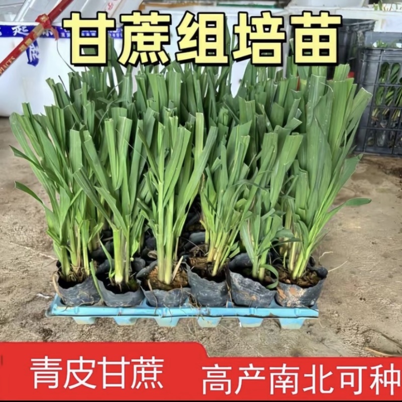 粤翠一代脱毒甘蔗苗组培苗直种苗基地直供青皮黑皮黄皮