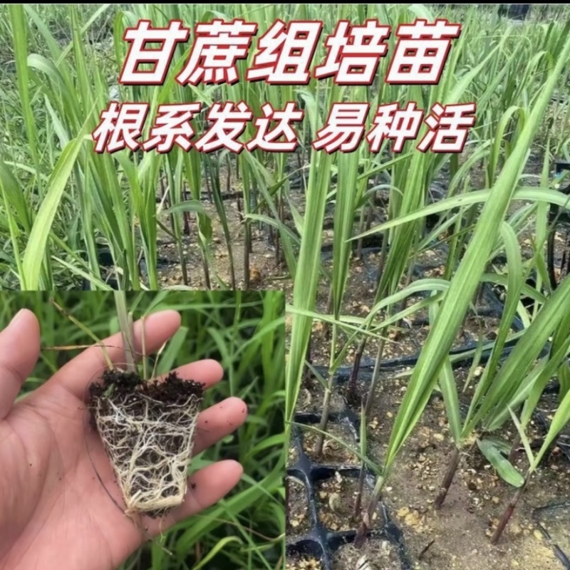 广东湛江粤翠一代脱毒甘蔗苗组培苗直种苗基地直供青皮黄皮黑