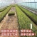广东湛江粤翠一代脱毒甘蔗苗组培苗直种苗基地直供青皮黄皮黑