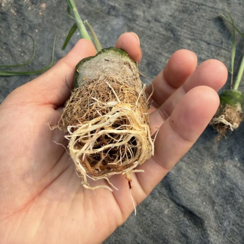 广东湛江粤翠一代脱毒甘蔗苗组培苗直种苗基地直供青皮黄皮黑