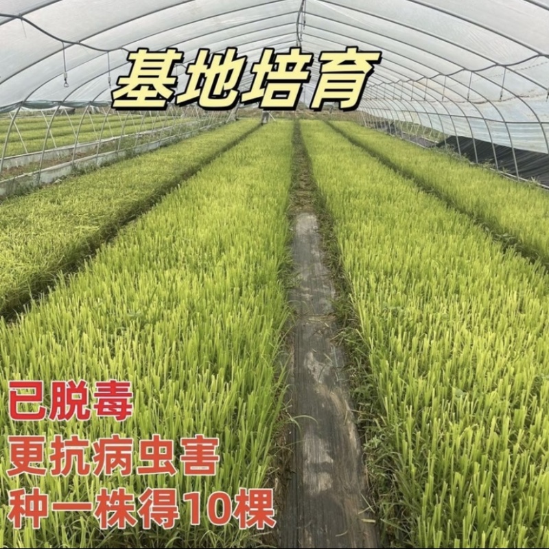 广东湛江粤翠一代脱毒黄皮青皮黑皮甘蔗苗组培苗直种苗