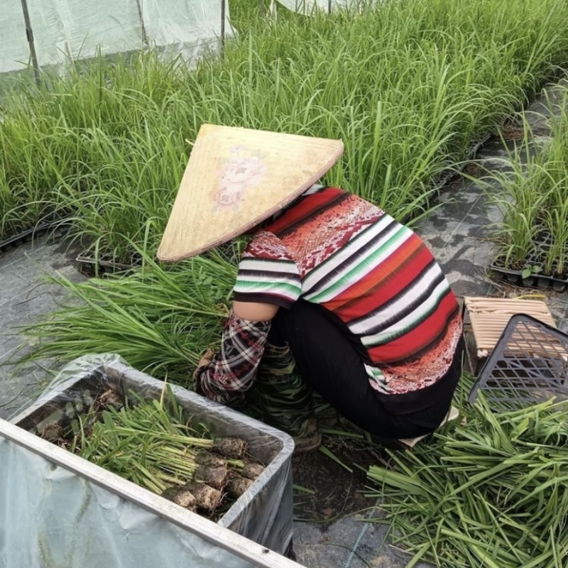 广东湛江粤翠一代脱毒黄皮青皮黑皮甘蔗苗组培苗直种苗