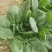 【热销】河南精品趴地菠菜菠菜大量上市千亩基地直发