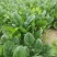 【热销】河南精品趴地菠菜菠菜大量上市千亩基地直发
