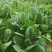 【热销】河南精品趴地菠菜菠菜大量上市千亩基地直发