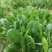【热销】河南精品趴地菠菜菠菜大量上市千亩基地直发