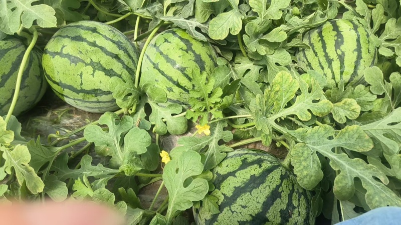 江苏睢宁西瓜嘉年华西瓜产地直发需要的老板欢迎来电
