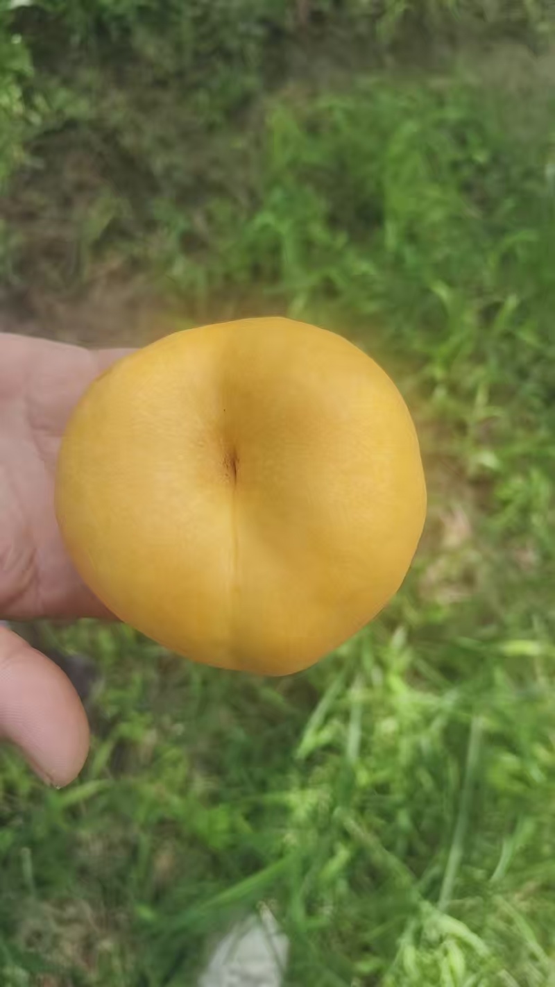 桃【蟠桃】