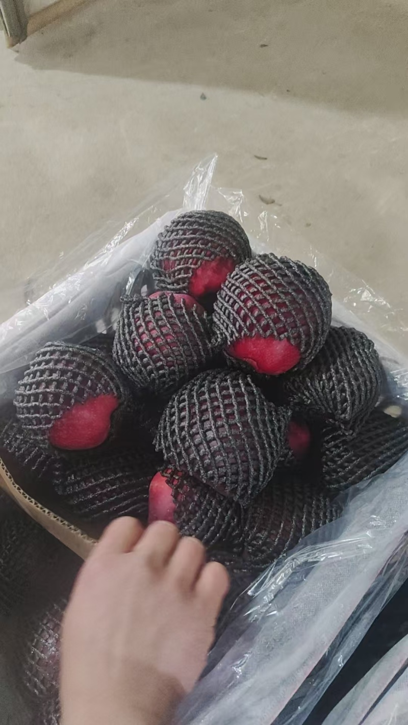毛桃