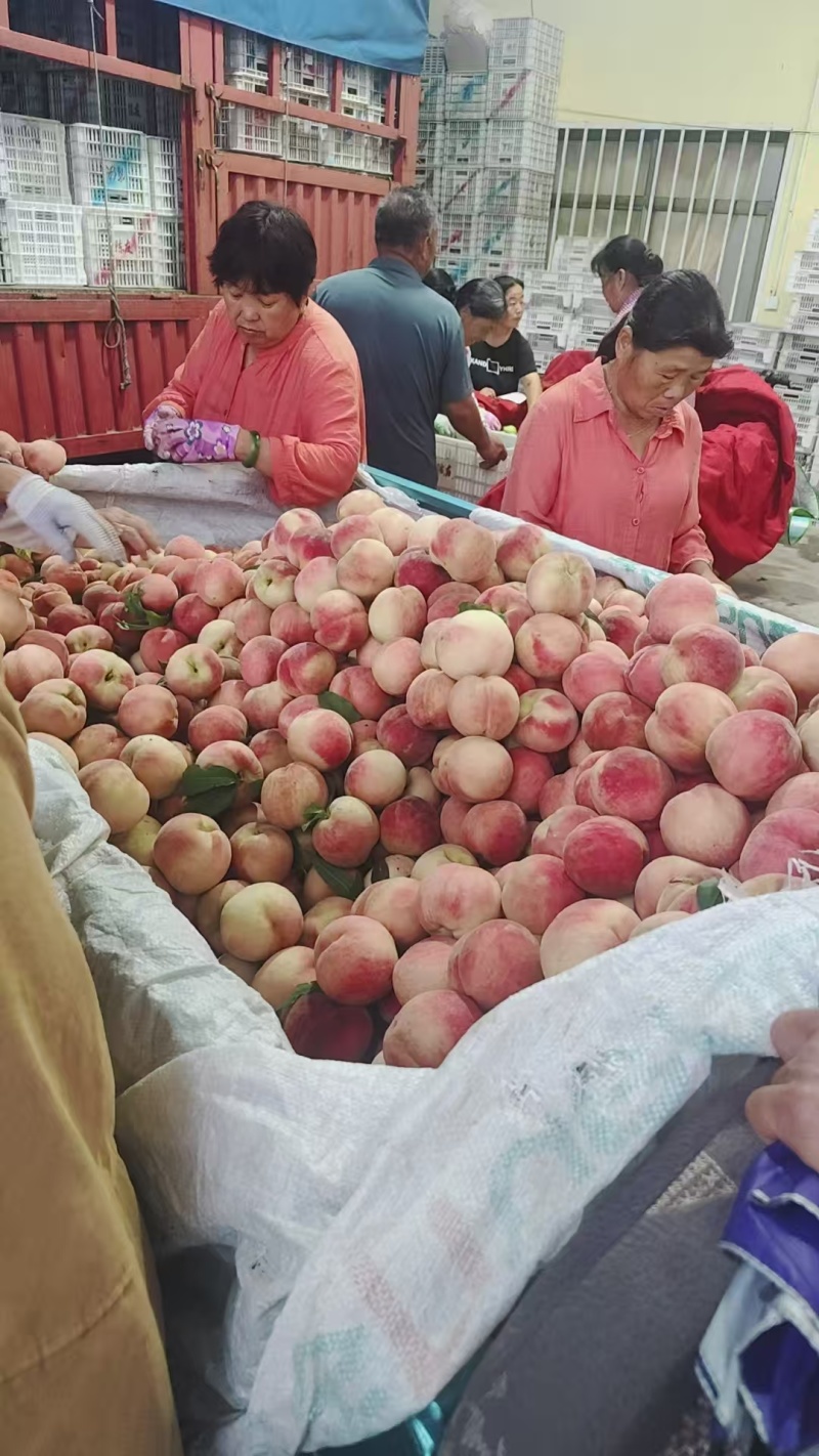 毛桃