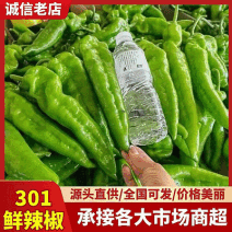 【安徽301鲜辣椒】安徽辣椒/货源足/量大从优/代发全国