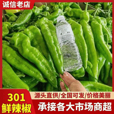 【安徽301鲜辣椒】安徽辣椒/货源足/量大从优/代发全国