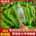 【安徽301鲜辣椒】安徽辣椒/货源足/量大从优/代发全国