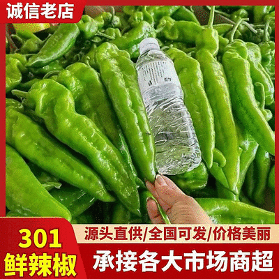 【安徽301鲜辣椒】安徽辣椒/货源足/量大从优/代发全国
