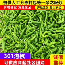 『精选』301鲜辣椒/安徽鲜辣椒/产地直供/随到随装