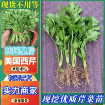 芹菜苗（法国皇后/美国西芹）现挖现发/苗壮根系发达易成活