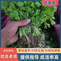 精选【芹菜苗】法国皇后/美国西芹/根系发达/易成活产量高