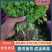 精选【芹菜苗】法国皇后/美国西芹/根系发达/易成活产量高