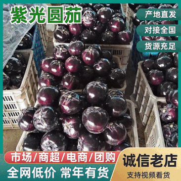 精选『砀山圆茄』紫皮茄子/紫光圆茄/产地直发/量大从优