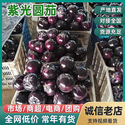 精选『砀山圆茄』紫皮茄子/紫光圆茄/产地直发/量大从优