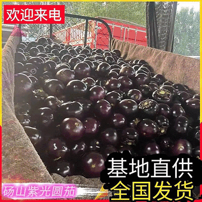 【紫光圆茄】砀山茄子/大量现货随到随装/量大从优/全国发
