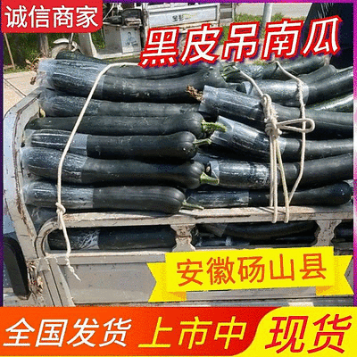 【黑皮吊南瓜】菜南瓜/吊南瓜/黑皮南瓜/砀山南瓜/发全国