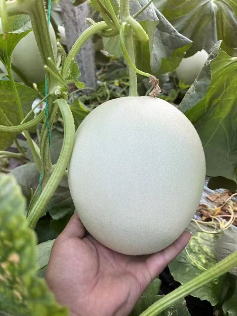 河南安阳玉菇甜瓜大量接单产地直发欢迎来电咨询