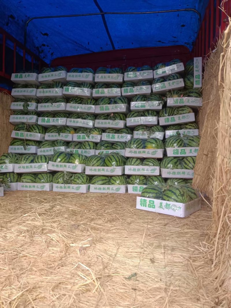精品头茬美都麒麟西瓜质量保证包熟包甜皮儿薄瓤甜糖度高