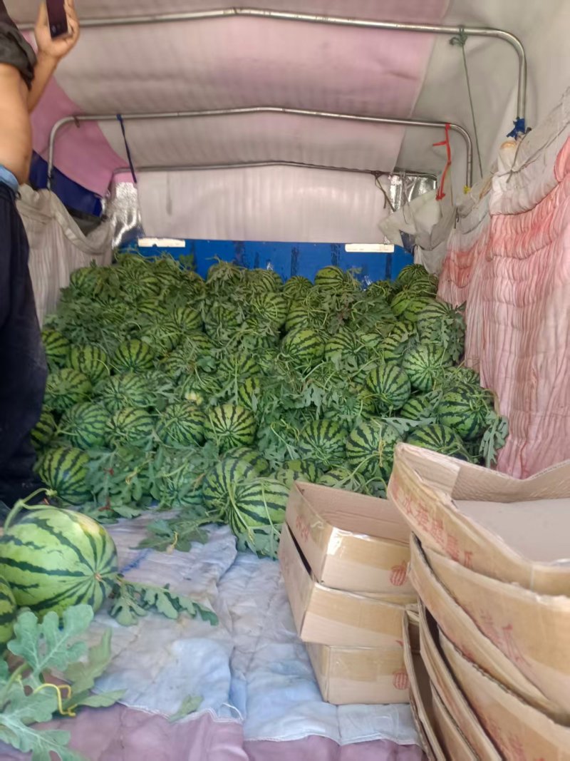 精品头茬美都麒麟西瓜质量保证包熟包甜皮儿薄瓤甜糖度高