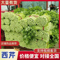 【安徽西芹】砀山县芹菜/60～70公分/产地直供/全国发