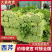 【安徽西芹】砀山县芹菜/60~70公分/产地直供/全国发