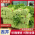 【安徽西芹】砀山县芹菜/60~70公分/产地直供/全国发