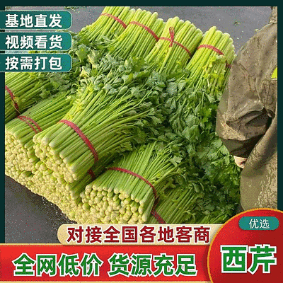 安徽大棚芹菜&砀山西芹/60-70公分/基地代发全国