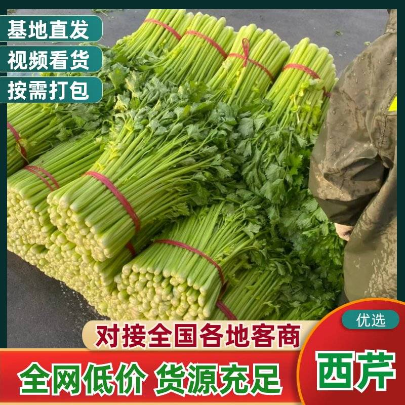 安徽大棚芹菜&砀山西芹/60-70公分/基地代发全国