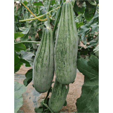 羊角蜜甜瓜/基地直发/货源充足/量大价优/欢迎采购
