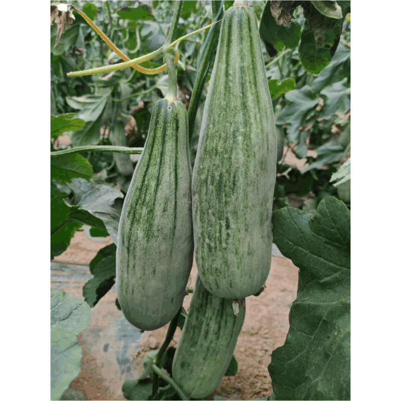 羊角蜜甜瓜/基地直发/货源充足/量大价优/欢迎采购