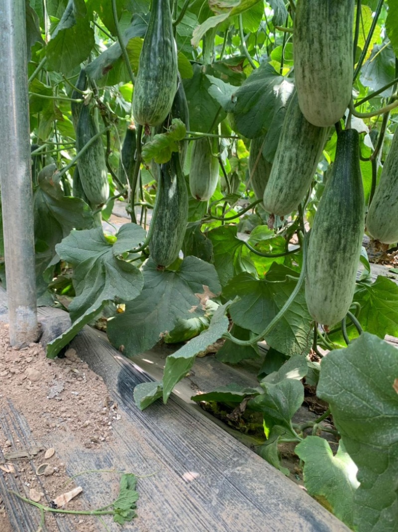 羊角蜜甜瓜/基地直发/货源充足/量大价优/欢迎采购