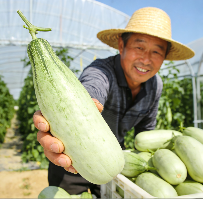 羊角蜜甜瓜/基地直发/货源充足/量大价优/欢迎采购