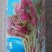 全季圆叶花红苋菜种子选育早熟红圆苋菜种籽叶片圆形四季蔬菜