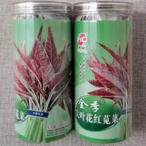 全季尖叶花红苋菜种子四季花红苋菜种籽叶片紫红早熟优质高产