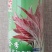 全季尖叶花红苋菜种子四季花红苋菜种籽叶片紫红早熟优质高产