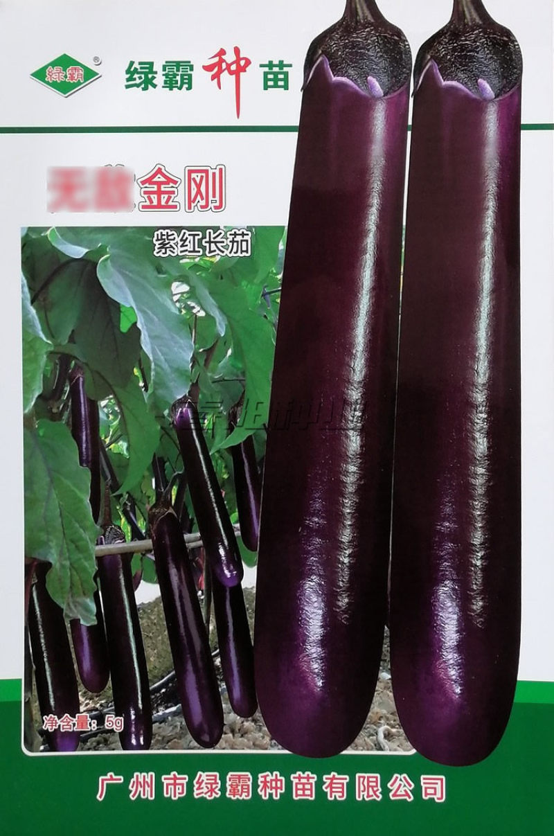 绿霸金刚紫红长茄种子顺直美观果皮深紫红色中早熟紫红茄种子