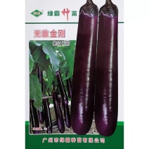 绿霸金刚紫红长茄种子顺直美观果皮深紫红色中早熟紫红茄种子