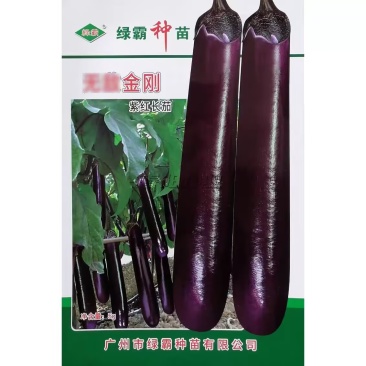 绿霸金刚紫红长茄种子顺直美观果皮深紫红色中早熟紫红茄种子